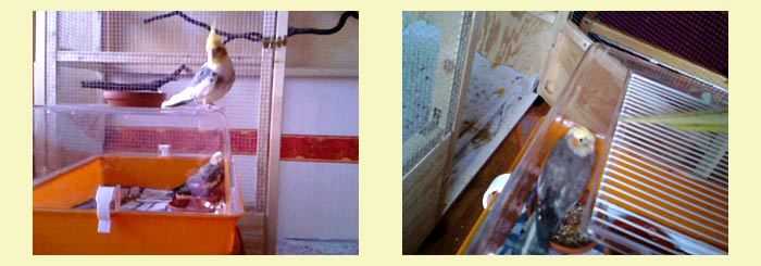 Nanda nach der OP im Hamsterkäfig. Nanda in Isolationshaft.