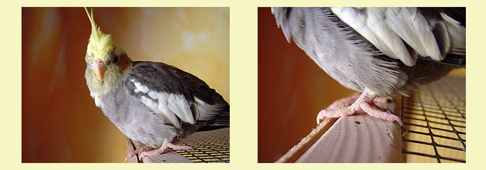 Ergebnis der OP nach acht Wochen. Ergebnis der OP nach acht Wochen.