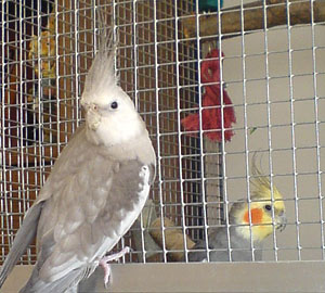 Amadeus und Leopold Amadeus und Leopold