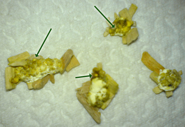 Kot bei PDD-Erkrankung