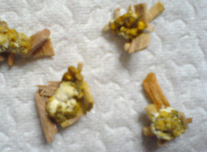 Kot bei PDD-Erkrankung