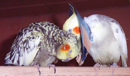 Zwei kranke Nymphensittiche, die sich gegenseitig kraulen